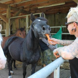 Frau füttert ein Pony mit einer Möhre