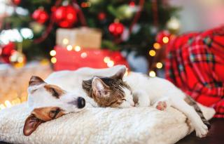 Hund und Katze kuscheln vor dem Weihnachtsbaum